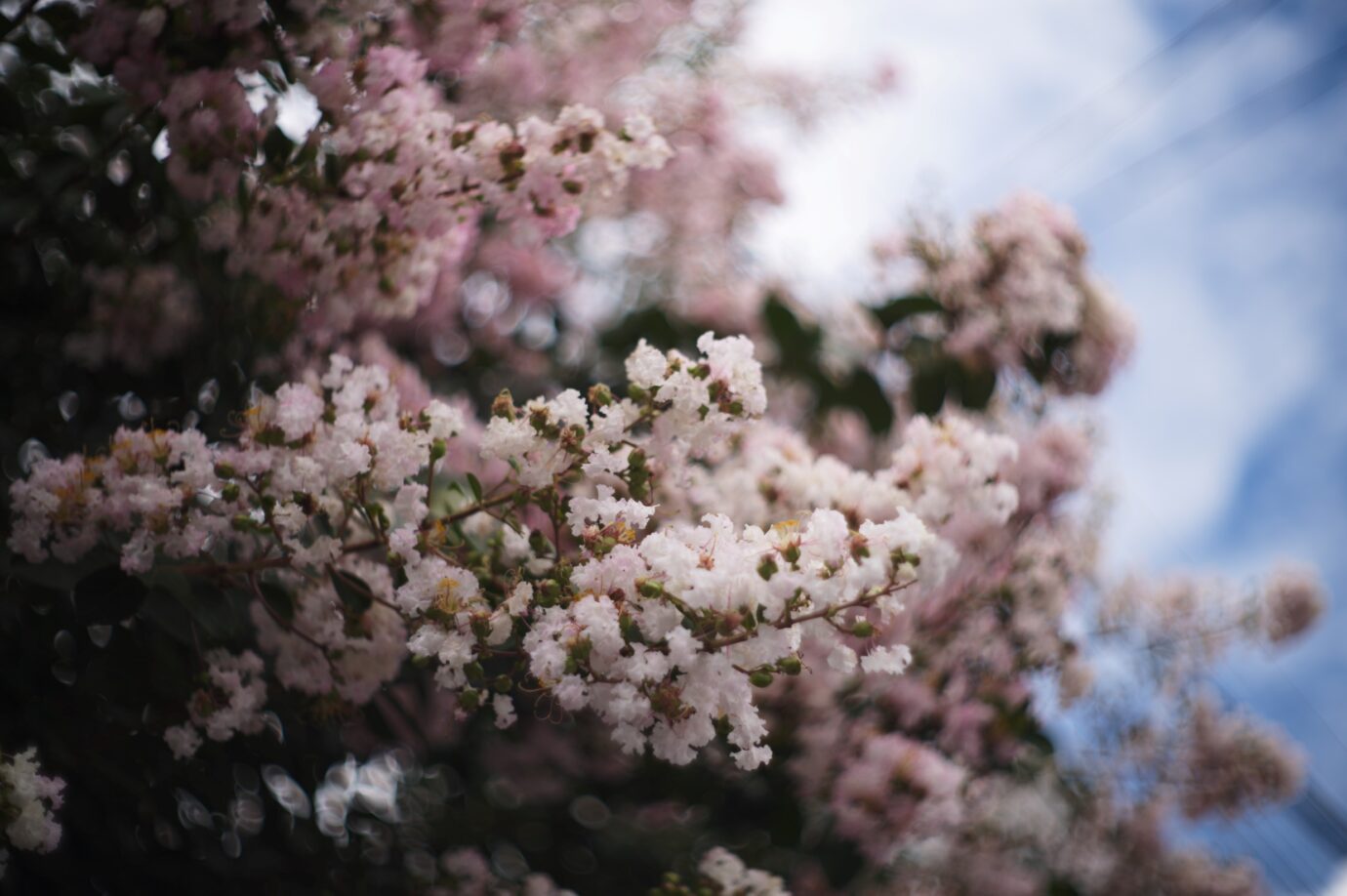 Voigtlander Nokton L 50mm f/1.5の作例