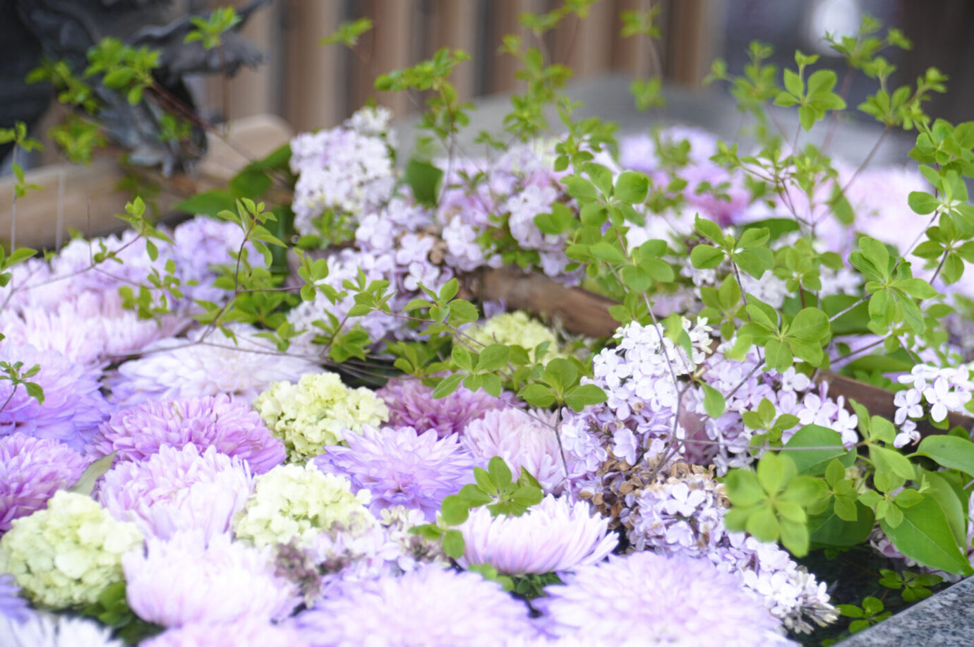 ライカエルマーL 90mm F4クロームで紫の花を撮影した写真