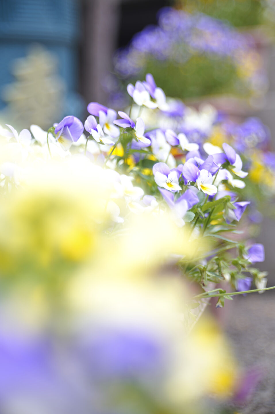 ライカエルマーL 90mm F4クロームで花を撮影した写真