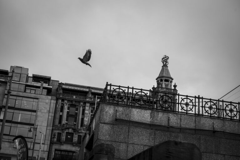 ライカM10-Pで空を飛ぶ鳥を白黒で撮影した写真