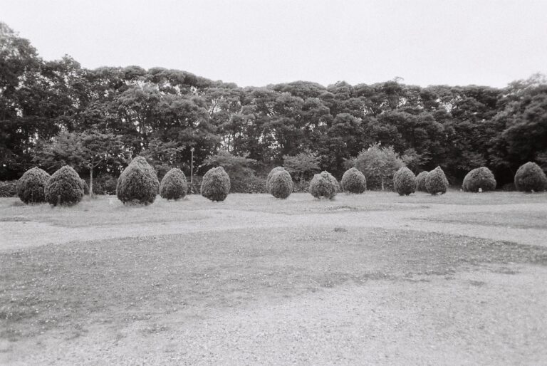 木が連続して生えている場所を撮影した写真